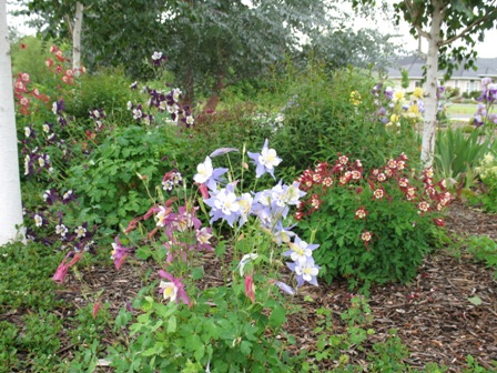 wildcolumbine2008